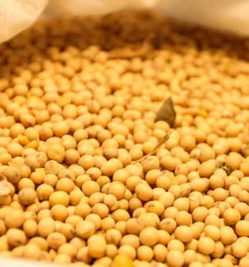Produtores de quatro regiões do Paraná já podem plantar soja