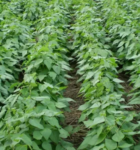 Safra de feijão perde espaço e tabaco bate recorde no Paraná