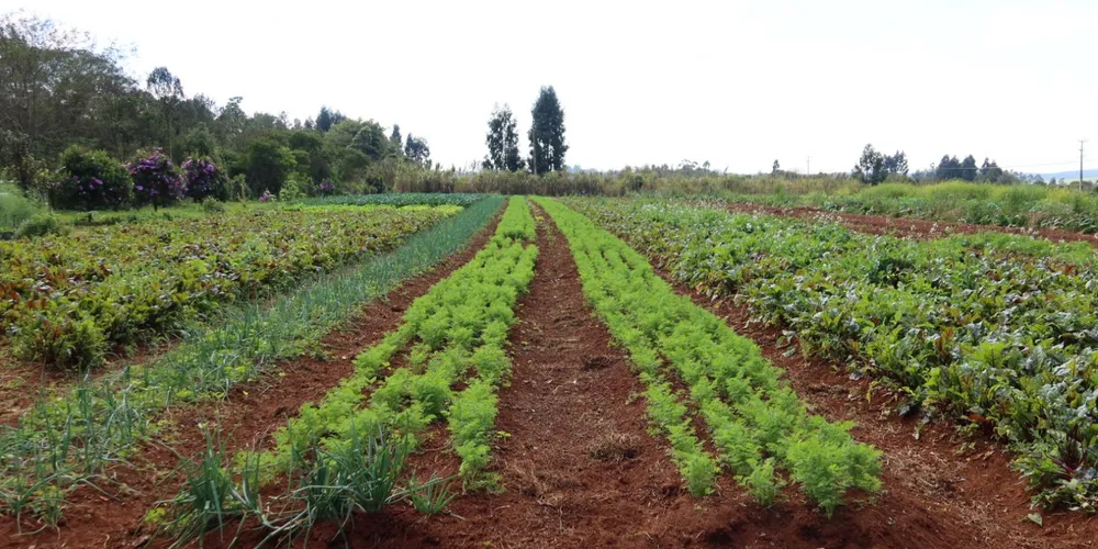 O programa atua na viabilização da certificação, redução de custos de produção e fortalecimento da agricultura familiar