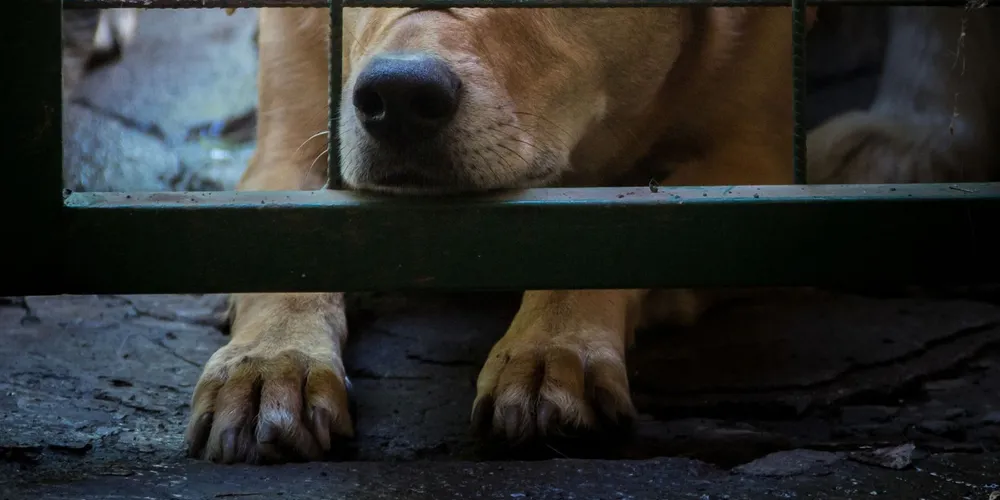 Os animais apresentavam sinais de debilidade