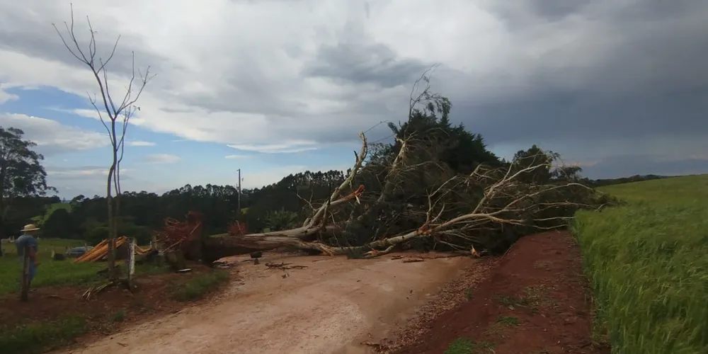 O temporal provocou a queda de diversas árvores