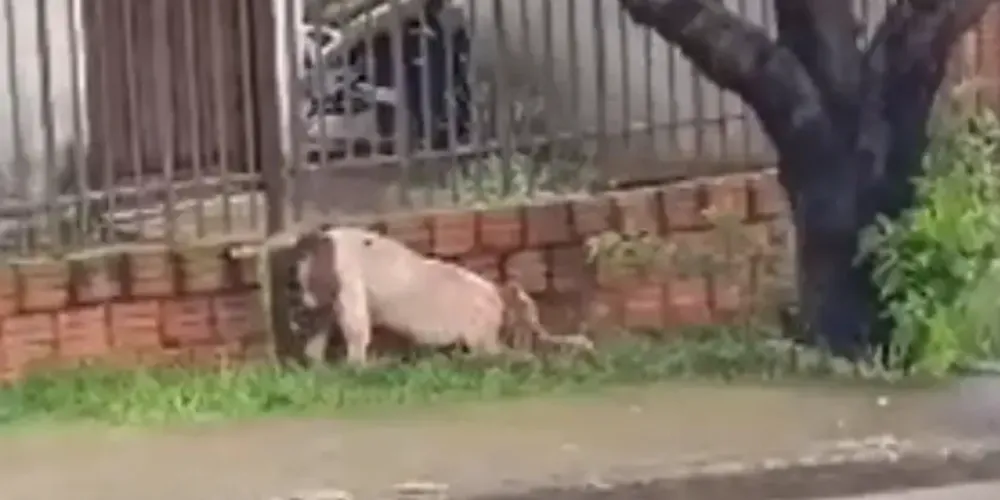 As imagens mostram o pitbull Dexter atacando Pinduca, um cachorro sem raça definida que estava em uma área de gramado