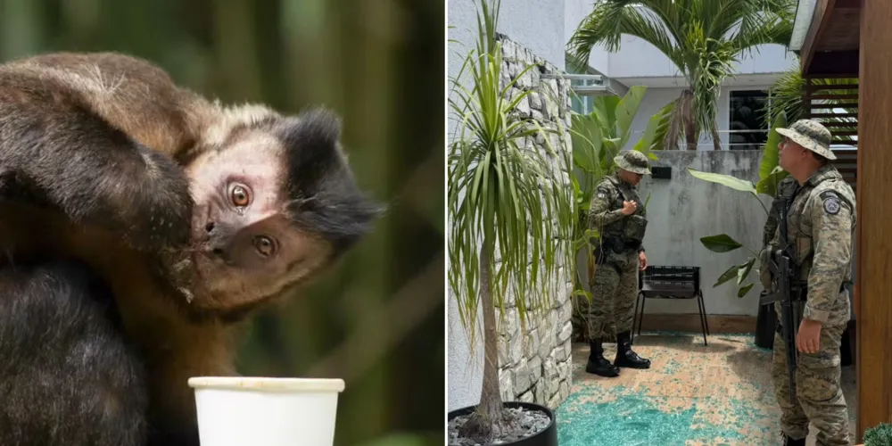 O macaco foi levado ao Cetas (Centro de Triagem de Animais Silvestres)