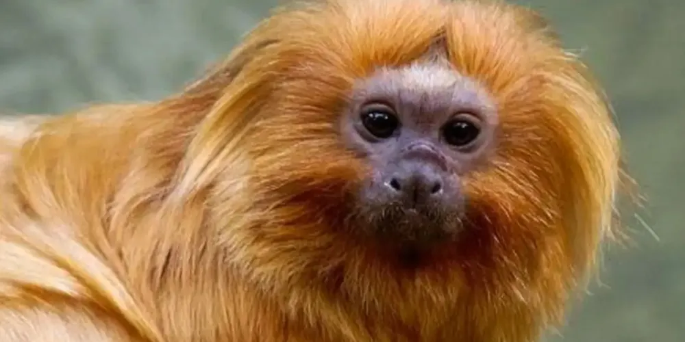 Conferência busca discutir estratégias e firmar acordos para combater a crise global de perda da biodiversidade