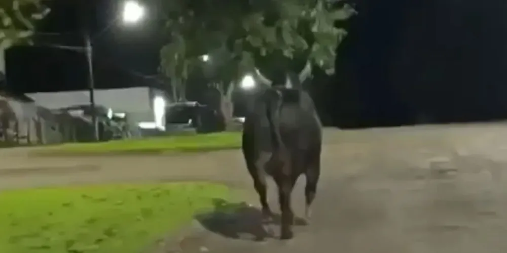 Após atingir a vítima, o animal continuou correndo pelas ruas até ser morto em um cerco feito por moradores