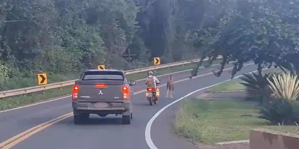 O animal aparentemente assustado permanecia na pista, preocupando motoristas e quase provocando uma colisão.