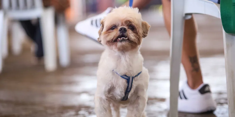 Ação atende mais de 55 mil animais