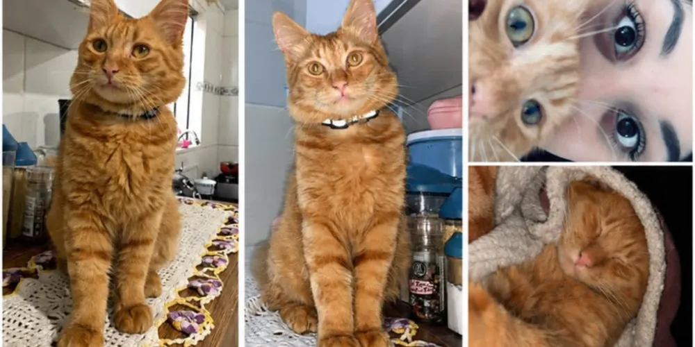 Gudam é um gato doméstico e estava usando coleira e identificação quando desapareceu