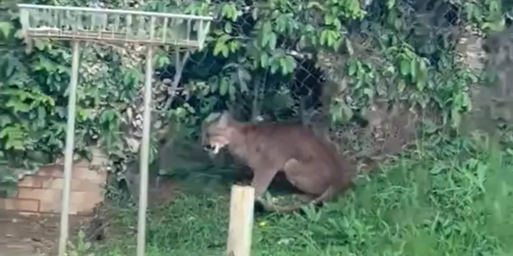 A onça-parda, também conhecida como suçuarana ou puma, é uma espécie nativa do Brasil