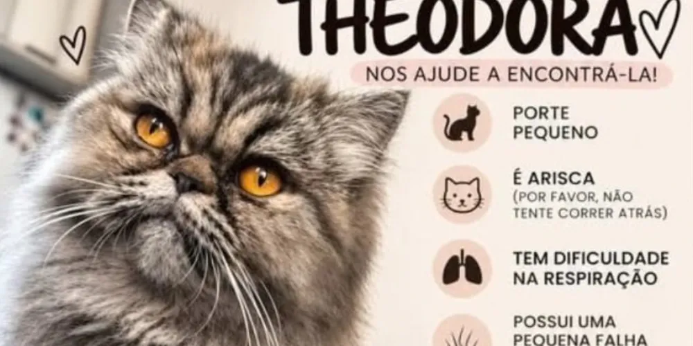 Theodora é uma gata de pequeno porte, com pelos cinzas e olhos amarelos