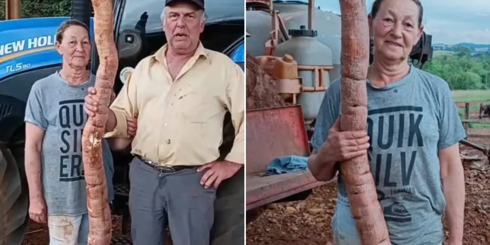 A descoberta aconteceu enquanto Lídia preparava o terreno para plantar batata-doce