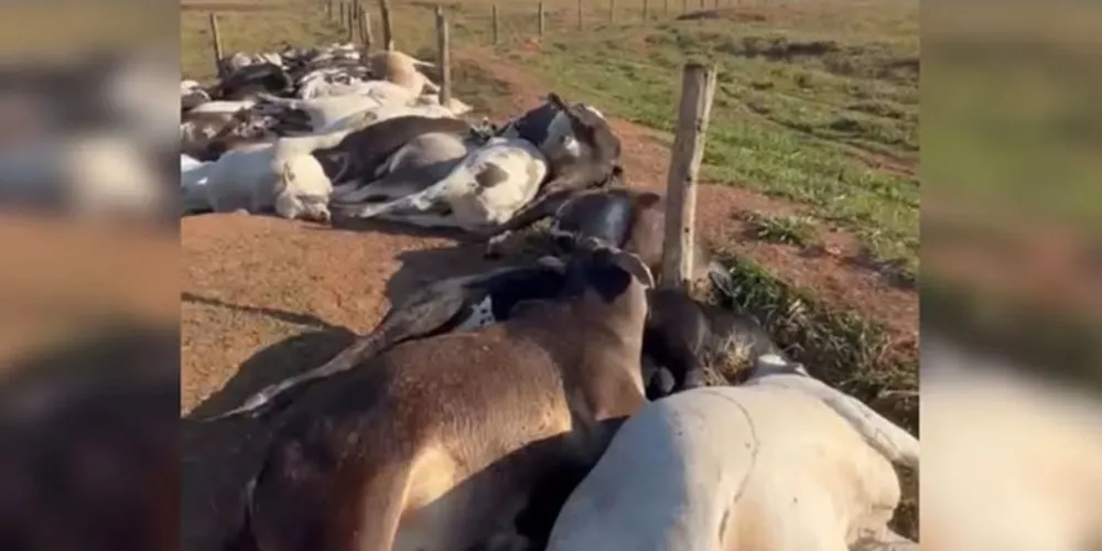 De acordo com o relato, no total, 62 animais morreram por causa da descarga elétrica