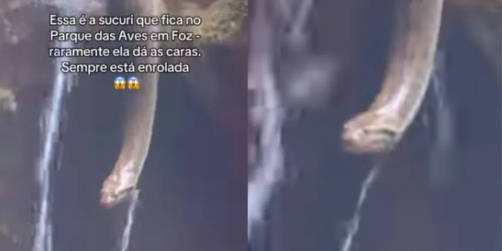 Influencer compartilhou vídeo que mostra sucuuri gigante caindo na água em Foz do Iguaçu