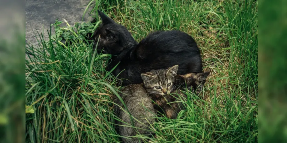 Os animais estavam em situação de abandono
