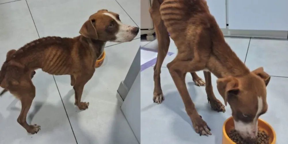 Após a prisão do tutor, um laudo veterinário confirmou os maus-tratos contra o animal