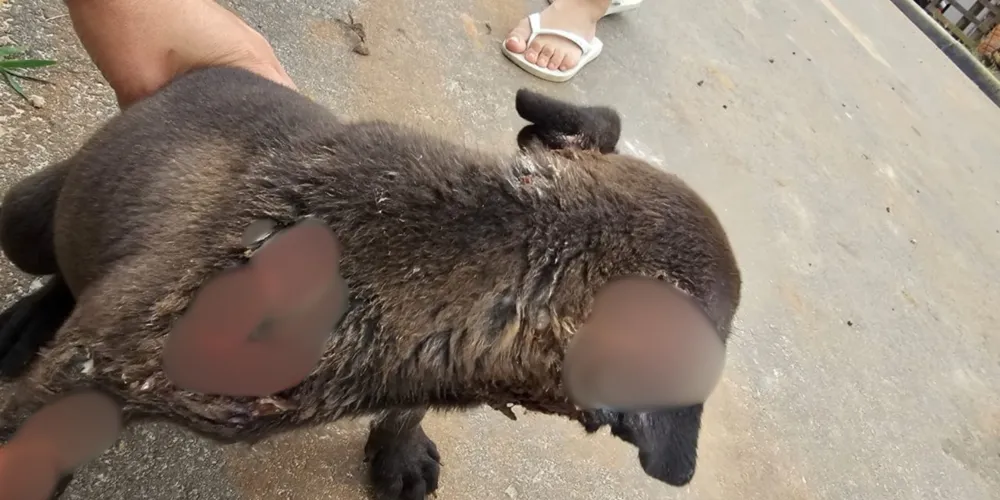 Vizinha é acusada de jogar óleo quente em animais de rua no Jardim Maracanã