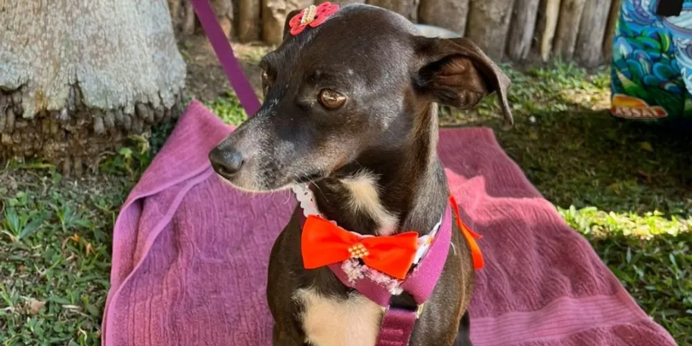 Cachorra Nina, desaparecida em Ponta Grossa