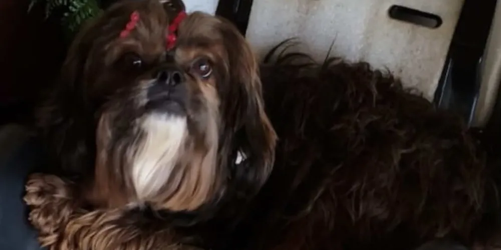 Tutores oferecem recompensa por 'Dolly'