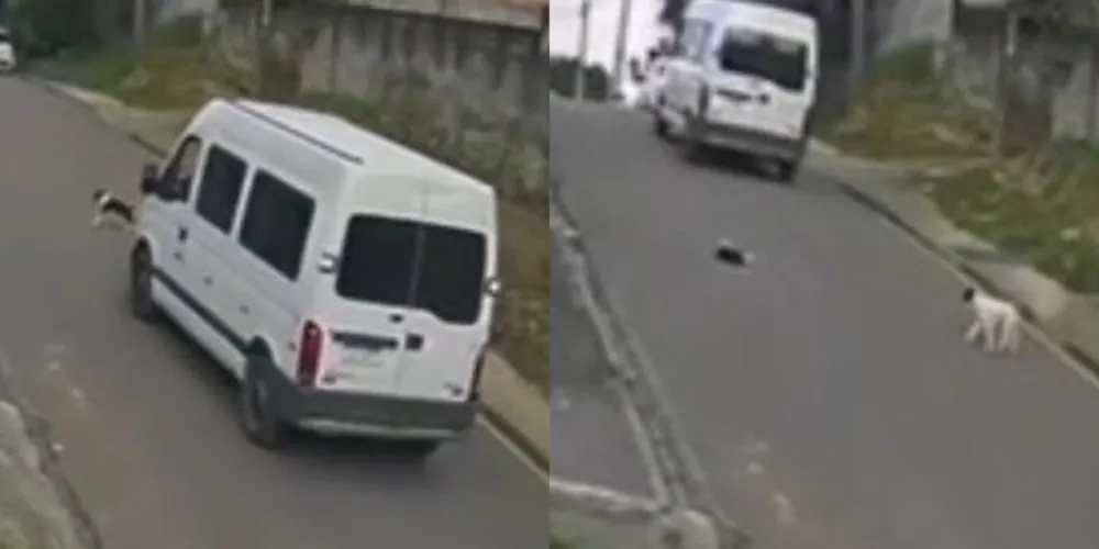 Moradores relatam atropelamentos frequentes no local, incluindo casos envolvendo outros animais e pedestres.
