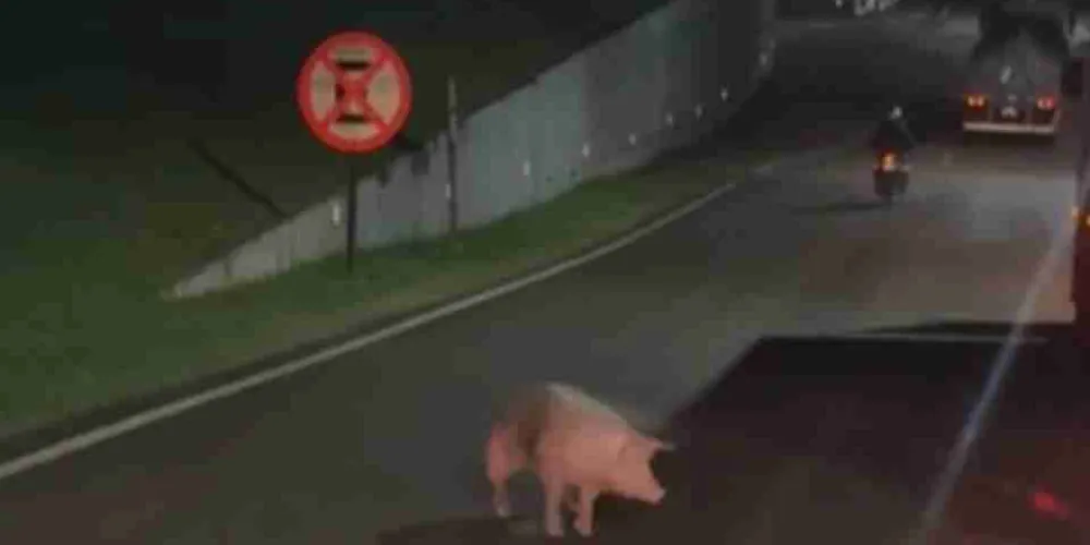 Motoristas que passavam pela rodovia registraram um porco que havia caído do caminhão