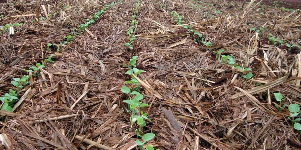 O avanço é favorecido pelas chuvas em importantes regiões produtoras