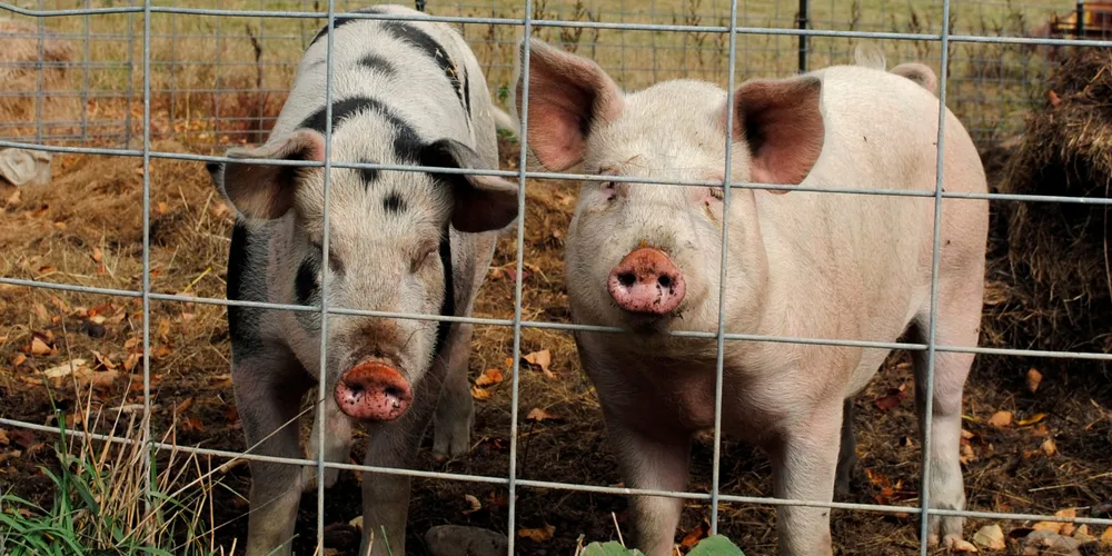 Custos de produção pressionam as margens de produtores de suínos e frangos no Paraná.
