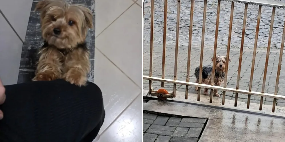 O cachorro está sob tutela provisória em Oficinas