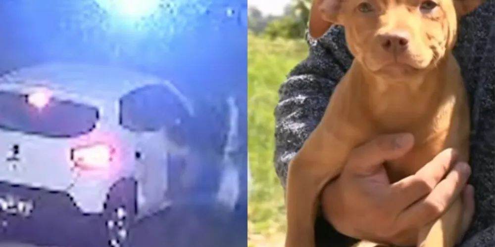 Motorista acelerou depois que percebeu que estava sendo observado e acabou atingindo um dos cães