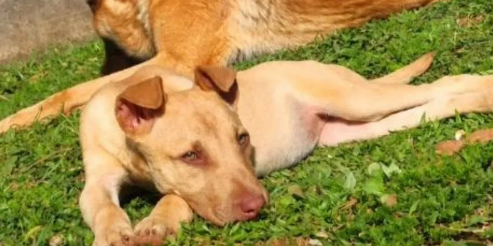 Cachorrinha Cloe está desaparecida