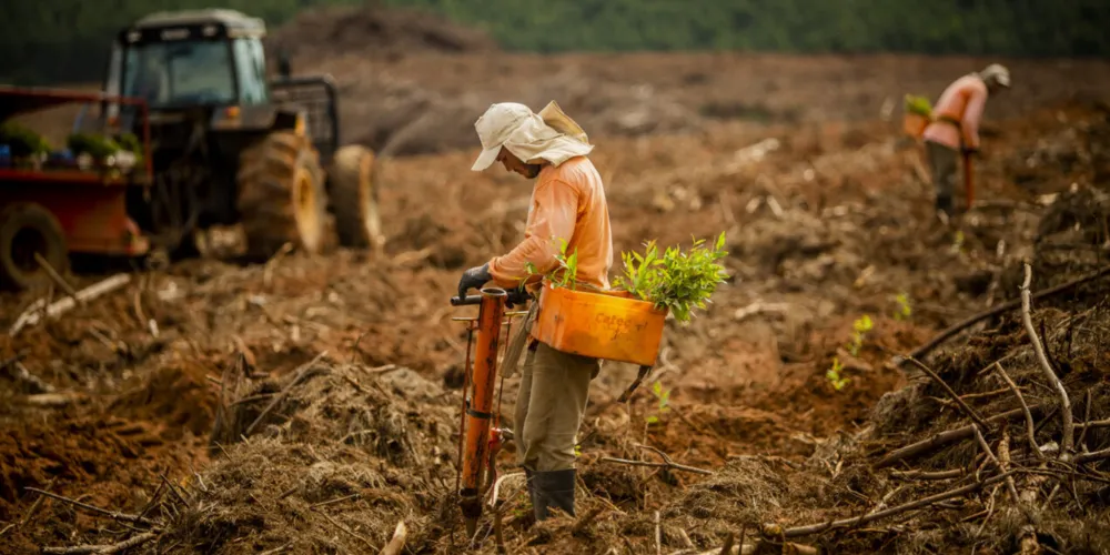 Paraná ficou atrás apenas de Minas Gerais no ranking nacional da produção da silvicultura