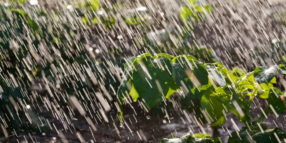 Massa de ar frio e excesso de chuva nos Campos Gerais exigem atenção dos produtores com lavouras e operações no campo