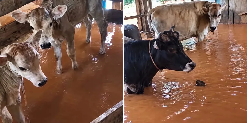 Animais em curral tomado por alagamento no interior de Capanema, no Sudoeste do Estado