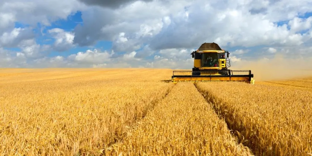Colheita alcançou 4% dos 130 mil hectares estimados