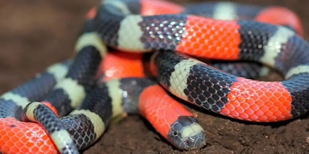 Cobra coral invade casa e pega família de surpresa em Blumenau