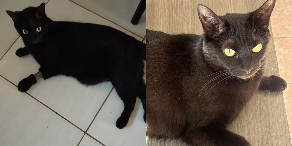 Gato Billy