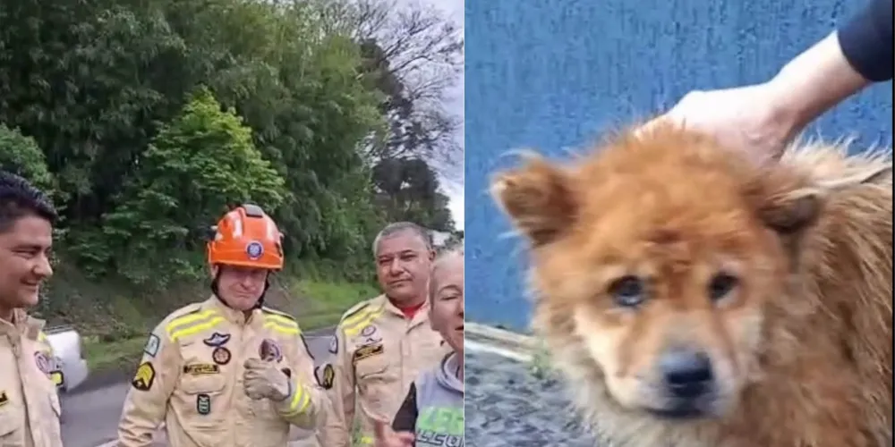 Agora, a equipe busca informações sobre o cachorrinho e possíveis tutores