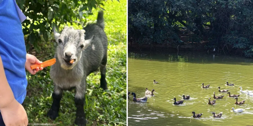 O evento será realizado no Spamed Pet, um santuário multiespécie que acolhe animais vítimas de maus-tratos e de exportação ilegal