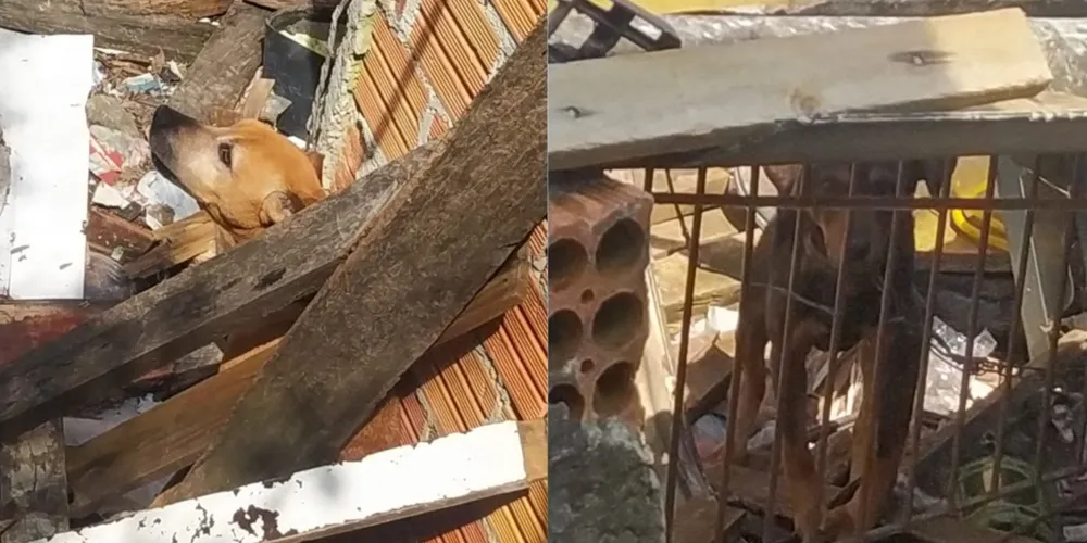No local, os agentes constataram o acúmulo de entulho e a presença de três cães amarrados com correntes curtas
