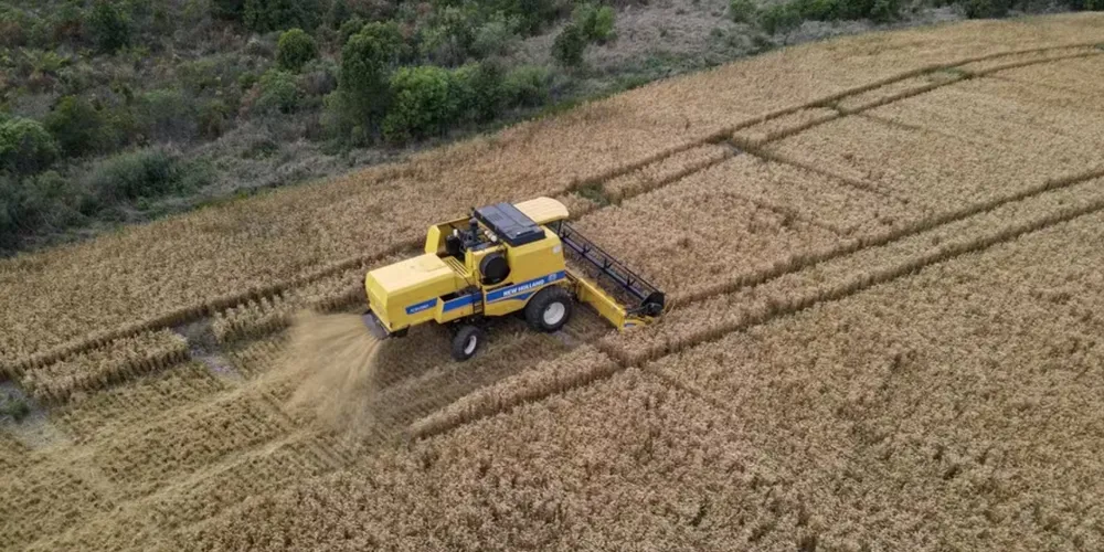Chuvas frequentes no Paraná dificultam a entrada de colheitadeiras nas lavouras e comprometem a qualidade do trigo e da cevada
