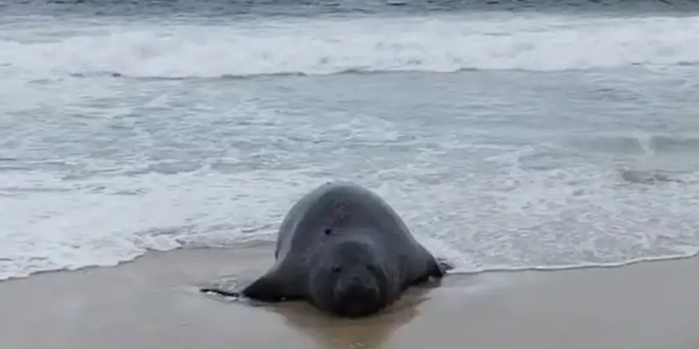 Acontecimento foi registrado na Praia de São Conrado