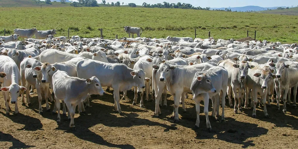 Exames preventivos em massa identificam casos de tuberculose e brucelose para proteger a cadeia leiteira e a saúde pública em Francisco Beltrão