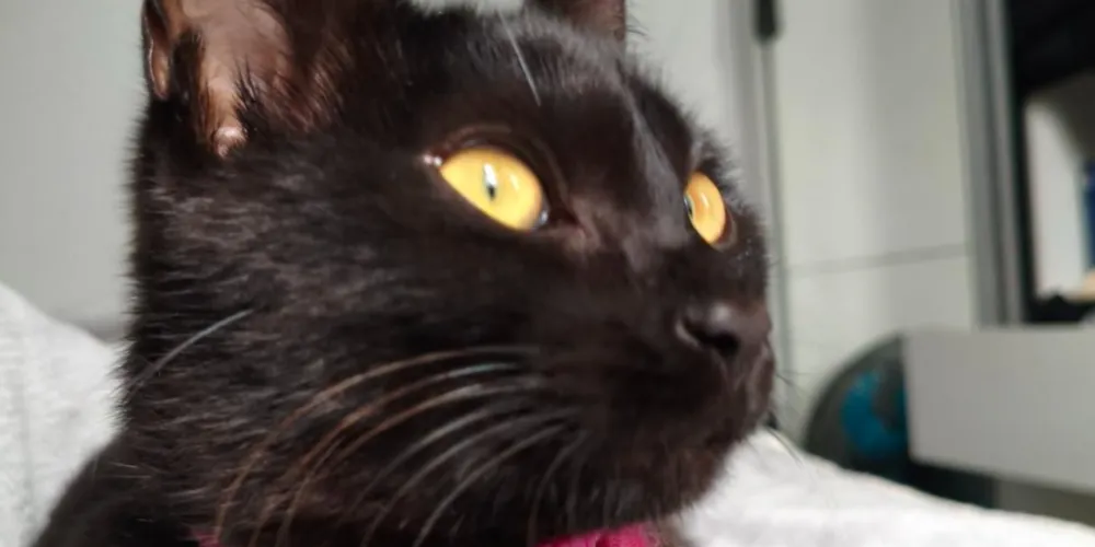 A gata Violeta tem pelagem preta curta e olhos amarelos, ela está desaparecida em Ponta Grossa