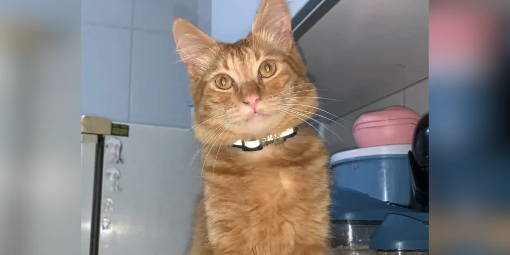 Gato responde pelo nome de "Gudam"