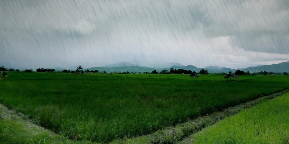 Eventos climáticos associados ao El Niño intensificam os riscos sobre a agricultura do Paraná e pressionam o setor de seguro rural
