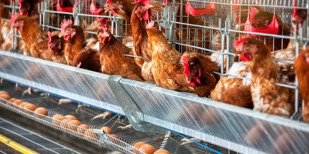 Ovos férteis são destinados à produção de pintos de corte ou de aves para postura comercial
