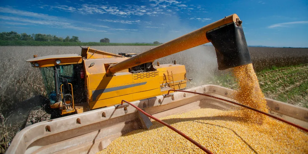 Expansão de 17% na área da 1ª safra de milho impulsiona a colheita do cereal no estado