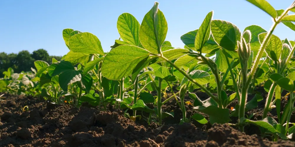Área total para o Estado é estimada em 5,76 milhões de hectares