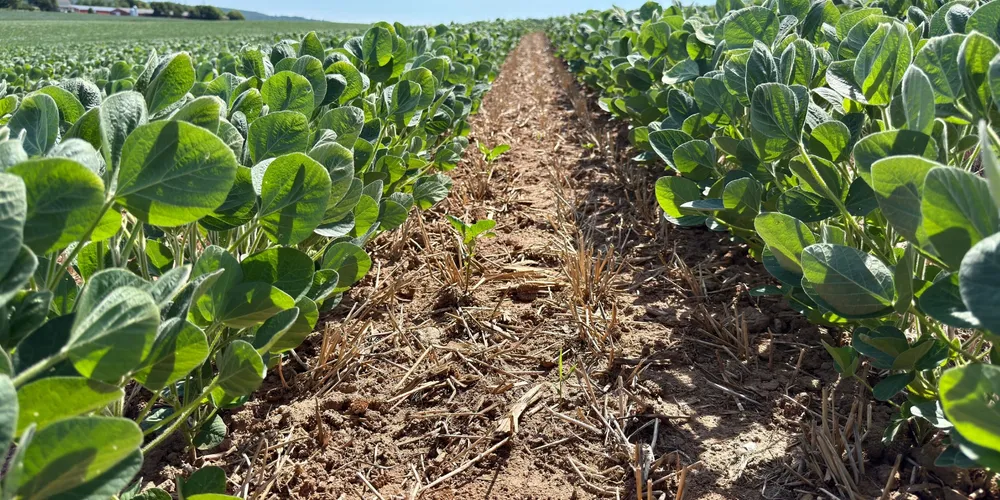 Produtores rurais intensificam o ritmo da semeadura de grãos no campo com o avanço da umidade no solo