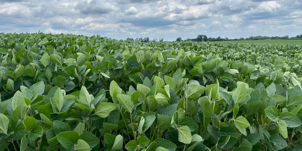 Plantio da soja avança no Paraná com 15% da área prevista já implantada