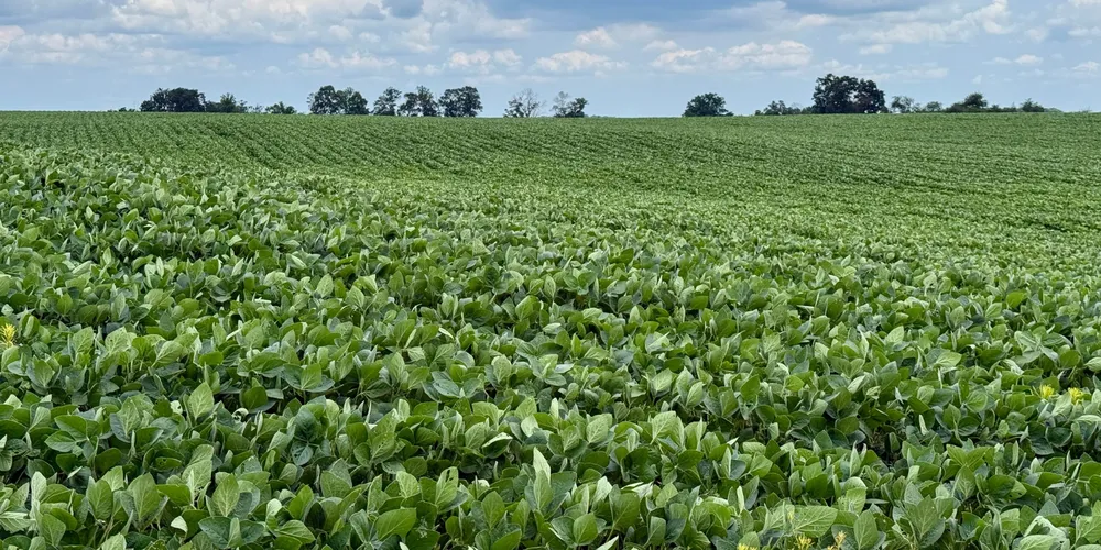 Principal avanço ocorreu na soja da safra 2026/2027, que atingiu 38% da área plantada